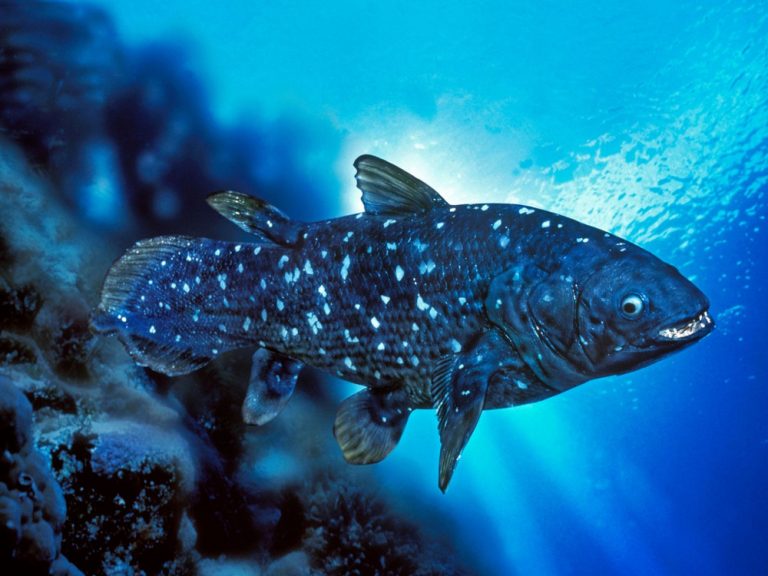 Quick and Easy Coelacanth Casserole